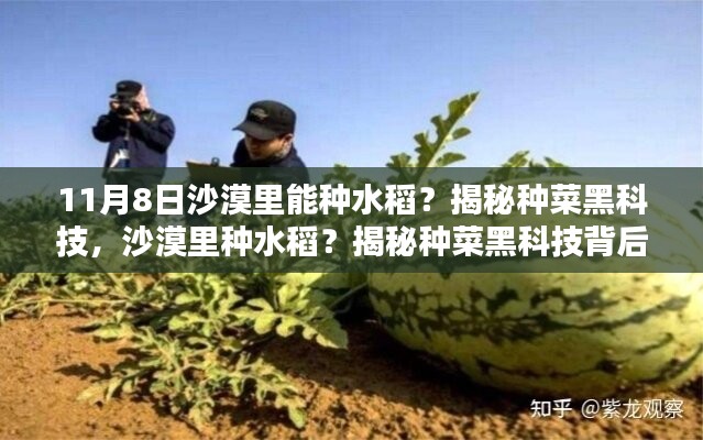 揭秘沙漠種菜黑科技，水稻種植背后的奇跡探索