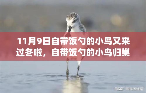 自帶飯勺的小鳥歸巢過冬，生態(tài)適應(yīng)還是人類干預(yù)？
