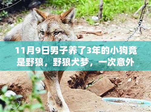 男子意外發(fā)現(xiàn)養(yǎng)了三年小狗竟是野狼，自然探索之旅中的犬狼奇緣