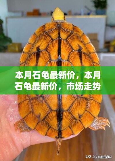 本月石龜最新價格走勢分析，多元觀點(diǎn)下的市場洞察