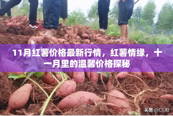 11月紅薯價(jià)格行情揭秘，情緣與溫馨價(jià)格的探秘