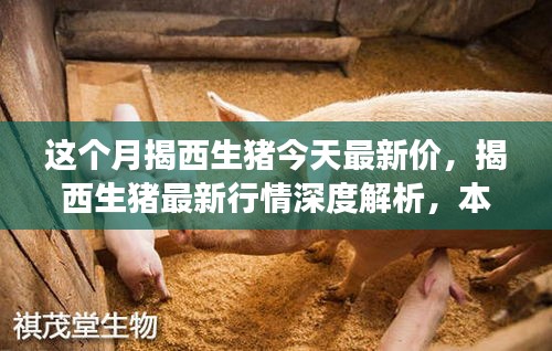 揭西生豬最新行情深度解析，本月市場動態(tài)、競品對比及價格走勢揭秘