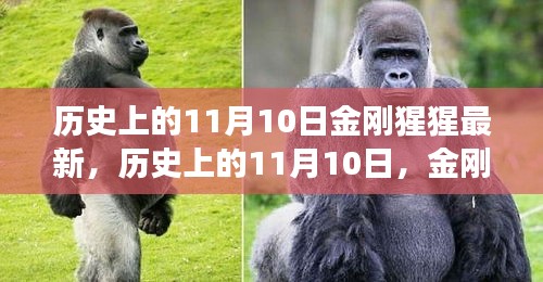 歷史上的11月10日，金剛猩猩的最新解讀與觀點(diǎn)闡述