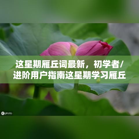 初學者與進階用戶指南，這星期學習雁丘詞的詳細步驟與最新指南