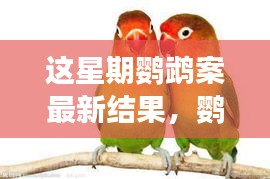 鸚鵡案最新進(jìn)展揭秘，心靈覺醒的自然之旅與微笑結(jié)局