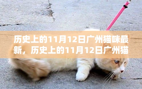 歷史上的廣州貓咪最新動態(tài)，揭秘十一月十二日的貓咪故事