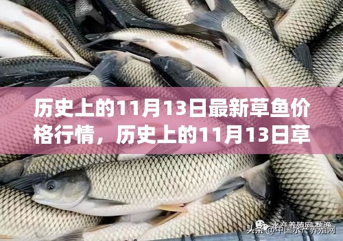 歷史上的草魚行情，揭秘11月13日的草魚價格與市場走勢分析