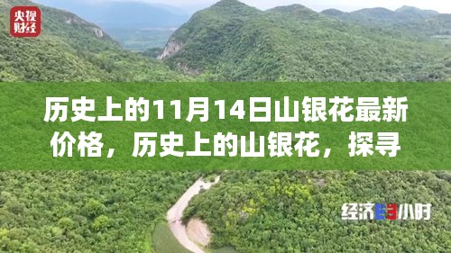 探尋山銀花價格變遷背后的故事與影響，歷史上的最新價格回顧（11月14日）