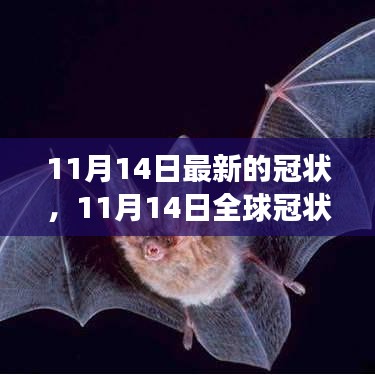 全球冠狀病毒最新進(jìn)展，關(guān)鍵更新與案例分析（截至11月14日）