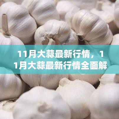 11月大蒜行情全面解析，市場動態(tài)掌握與應(yīng)對策略