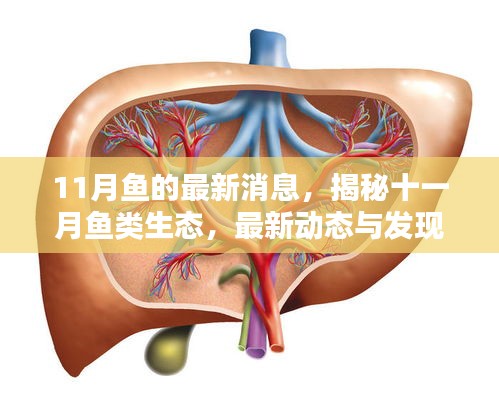 揭秘十一月魚類生態(tài)最新動(dòng)態(tài)與發(fā)現(xiàn)，魚的最新消息全解析