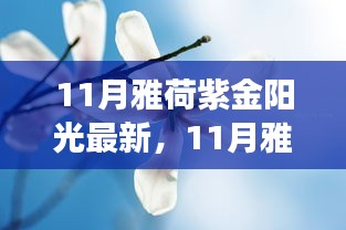 11月雅荷紫金陽光下的勵志蛻變，自信、成就與正能量并行不悖的旅程