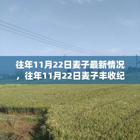 往年11月22日麥子豐收紀(jì)實(shí)，最新動(dòng)態(tài)與收獲喜悅的喜悅分享