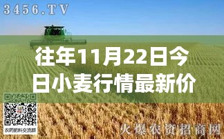 11月22日小麥行情深度解析，最新價格與市場影響力回顧
