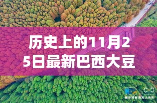 探尋自然秘境，巴西大豆與心靈之旅的交匯點——歷史上的最新巴西大豆報道