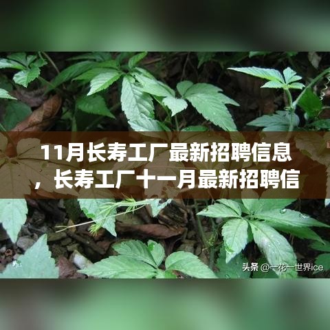 11月長壽工廠最新招聘信息詳解，如何順利應(yīng)聘長壽工廠并提升競爭力？
