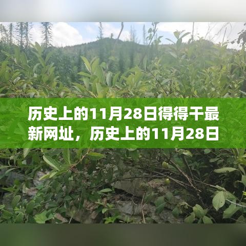 歷史上的11月28日，追尋自然美景之旅，探索內(nèi)心寧靜港灣的新網(wǎng)址揭秘