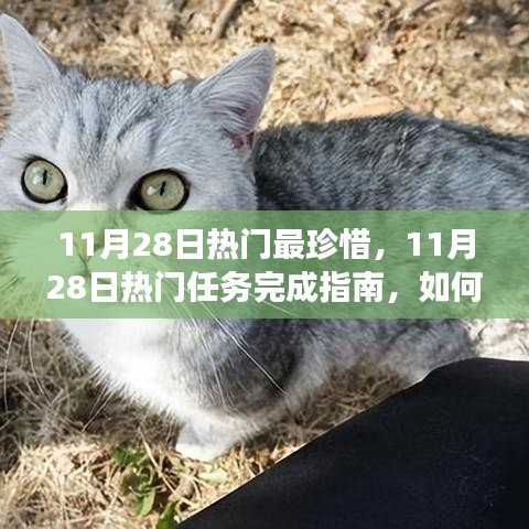 11月28日熱門任務完成指南，高效珍惜每一天，實現(xiàn)學習與進步的飛躍