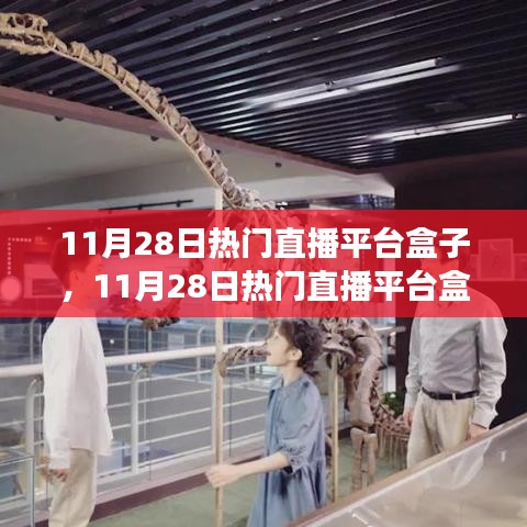 11月28日熱門直播平臺盒子，學習、自信與夢想成就之路