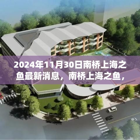 南橋上海之魚，溫馨日常與深厚友情的見證（最新消息，2024年11月30日）
