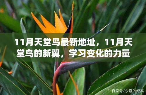 11月天堂鳥新翼展翅，學(xué)習(xí)變化力量，自信翱翔人生藍天