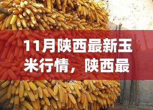 陜西玉米最新行情分析，市場動態(tài)、趨勢展望與行情解讀