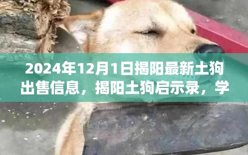 揭陽土狗最新出售信息，學(xué)習(xí)力量與自信成就之路的啟示錄