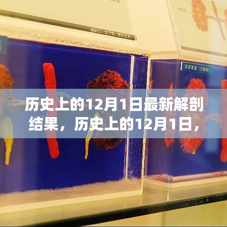 歷史上的12月1日，最新解剖結(jié)果揭示的奧秘