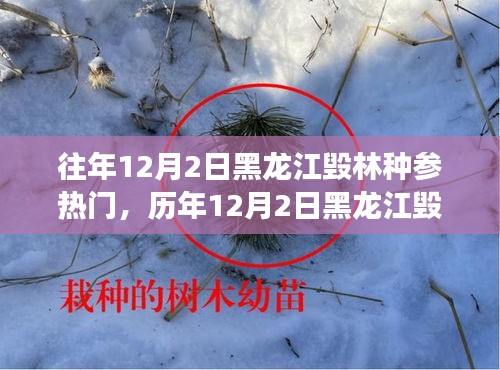 黑龍江毀林種參事件回顧，探尋背后的故事與啟示，歷年12月2日熱門事件聚焦