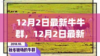 探索潮流社交新領(lǐng)地，最新牛牛群集結(jié)