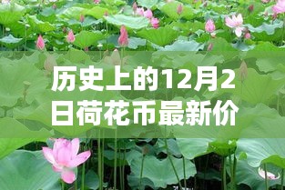 小紅書帶你穿越金融時光，歷史上的荷花幣最新價格表（12月2日版）