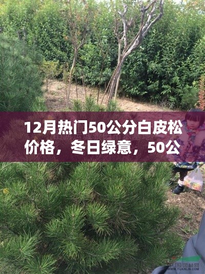 冬季熱門(mén)，50公分白皮松的價(jià)格與溫馨故事，冬日綠意盎然