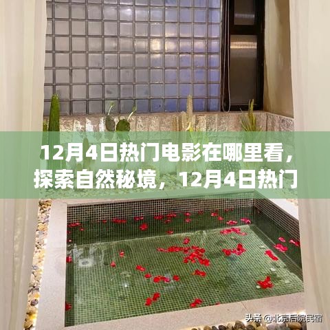 12月4日熱門電影，探索自然秘境，心靈寧靜之旅