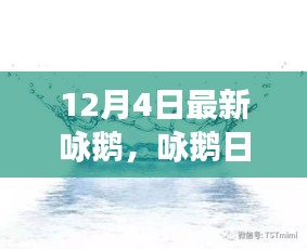 12月4日鵝群趣事與友情盛宴，日常詠鵝新篇章