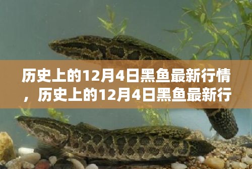 歷史上的12月4日黑魚行情深度解析，特性、體驗(yàn)、競(jìng)品對(duì)比與用戶群體分析