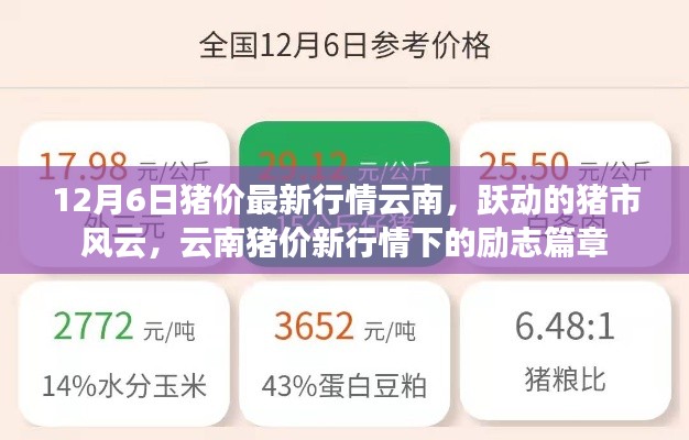 云南豬價最新動態(tài)，市場風云涌動，豬市勵志篇章開啟