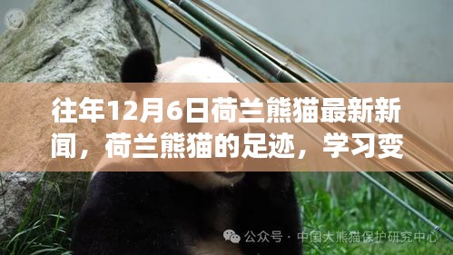 荷蘭熊貓足跡，學(xué)習(xí)變化與樂觀的力量，最新新聞追蹤