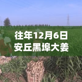 安丘黑埠大姜，歷年12月6日熱門價格回顧與姜香中的溫情陪伴