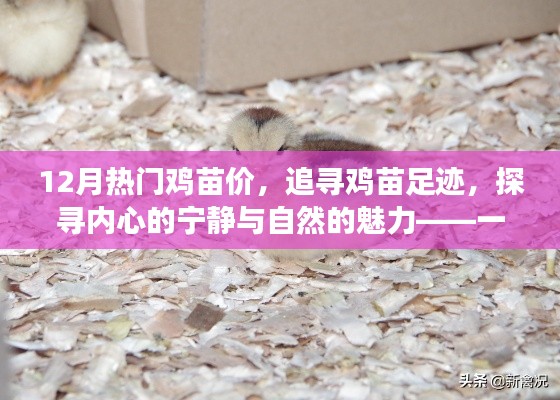 十二月雞苗之旅，探尋熱門價(jià)格與自然的魅力