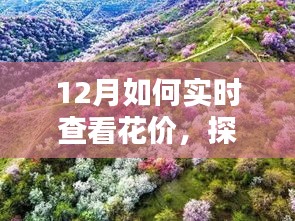 探秘小巷深處的花之秘境，揭秘十二月實(shí)時(shí)鮮花價(jià)格查看指南