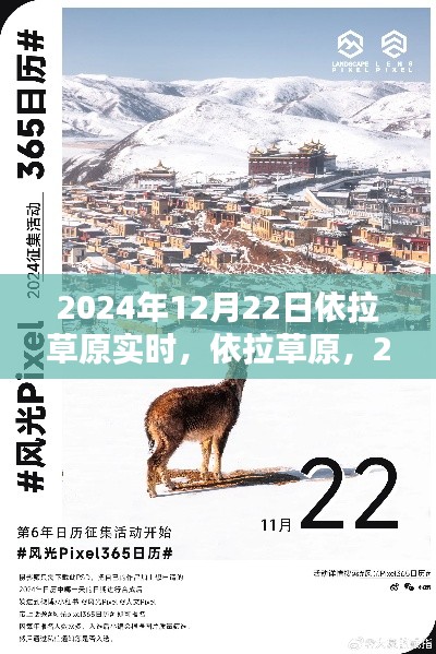 依拉草原時光印記，2024年12月22日實時記錄