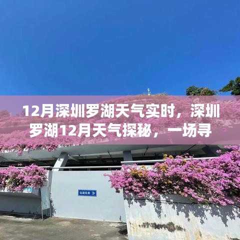 深圳羅湖12月溫暖之旅，實(shí)時(shí)天氣探秘與內(nèi)心平靜的尋找