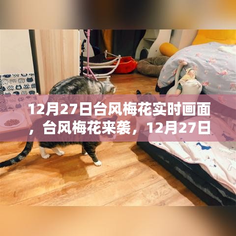 臺風梅花來襲，12月27日實時畫面與各方觀點探析