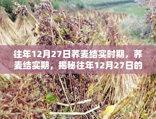揭秘蕎麥結(jié)實(shí)期，往年12月27日的奧秘探索