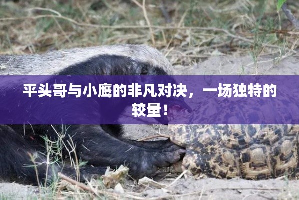 平頭哥與小鷹的非凡對決，一場獨特的較量！