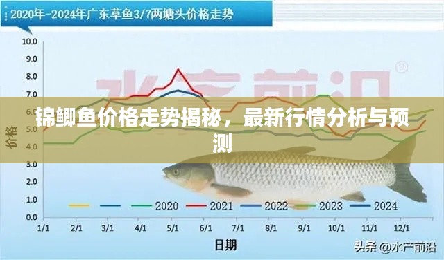 錦鯽魚價(jià)格走勢(shì)揭秘，最新行情分析與預(yù)測(cè)