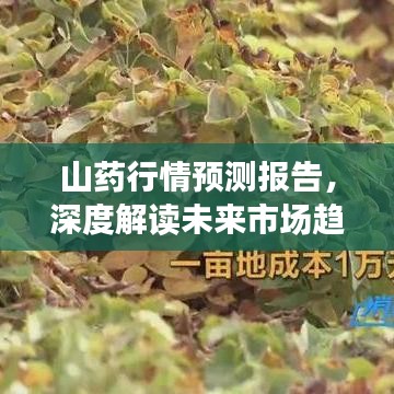 山藥行情預(yù)測報(bào)告，深度解讀未來市場趨勢（2019版）