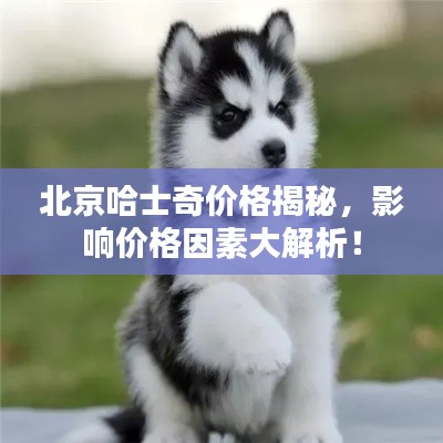 北京哈士奇價格揭秘，影響價格因素大解析！