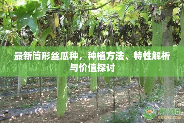 最新筒形絲瓜種，種植方法、特性解析與價(jià)值探討