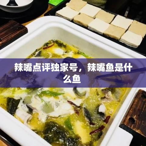辣嘴點評獨家號，辣嘴魚是什么魚 